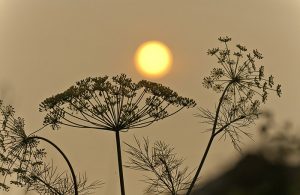 Sol y vegetación representando el incendio
